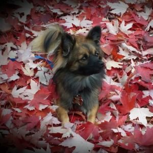 Meet your Posher, Krista